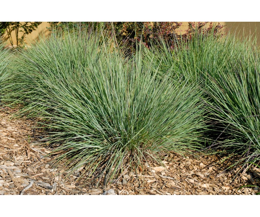 Blue Heaven Little Bluestem